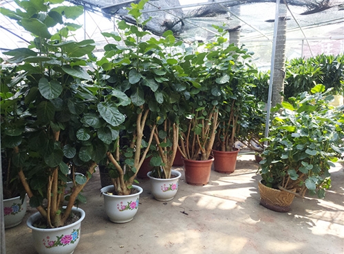 微景觀是什么？微景觀植物有哪些？